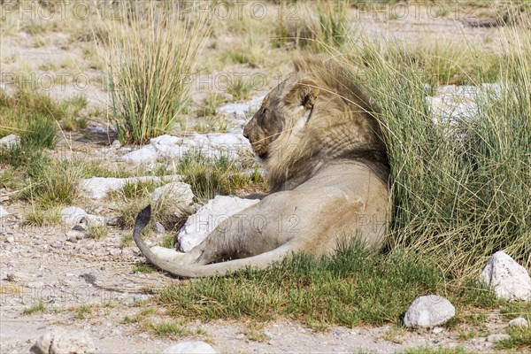 Lion (Panthera leo)