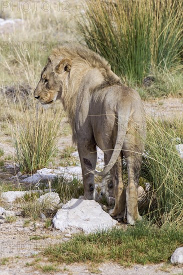 Lion (Panthera leo)