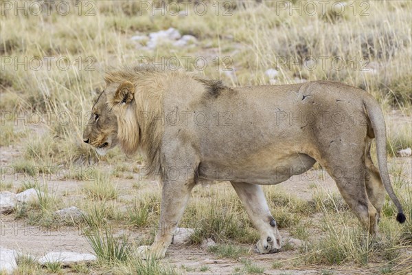 Lion (Panthera leo)