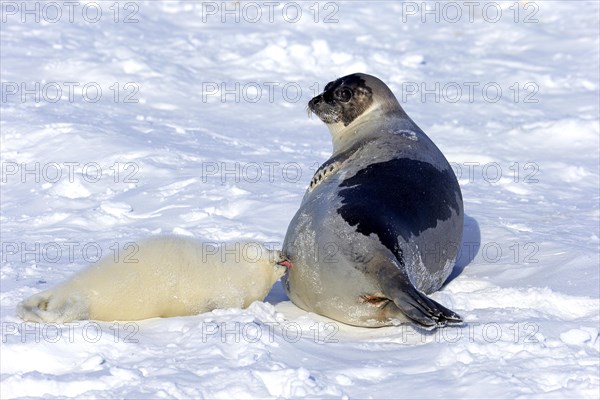 Harp Seals or Saddleback Seals (Pagophilus groenlandicus