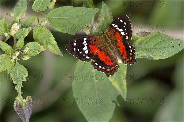 Tropical Nymphalidae Anartia amathea