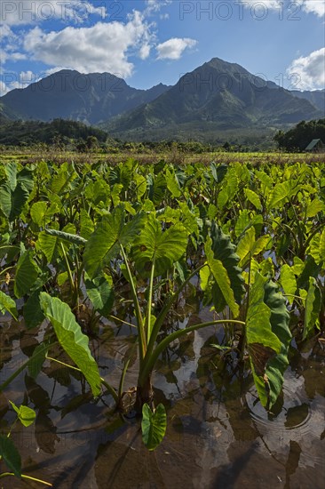 Field with taro plants