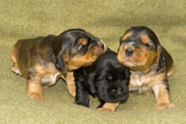 Cocker Spaniels