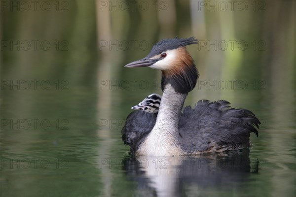 Great Crested Grebe (Podiceps cristatus)