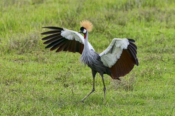 Grey Crowned Crane (Balearica regulorum)