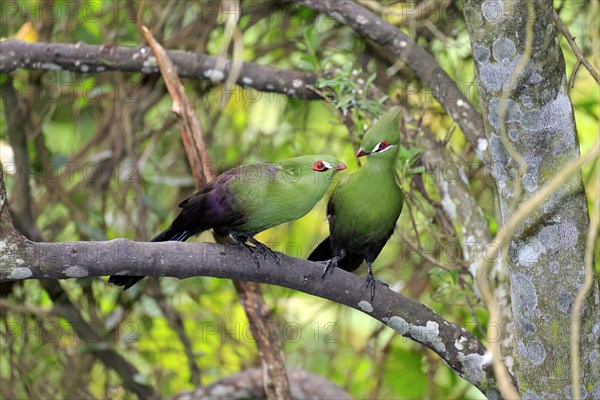 Guinea Turacos (Tauraco persa)