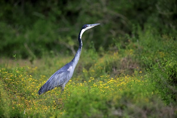 Black-headed Heron (Ardea melanocephala)