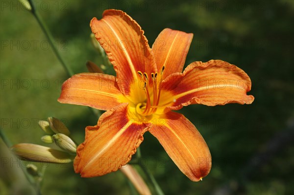 Lily (Lilium sp.)