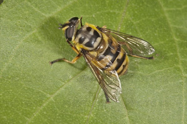 Dead Head Fly (Myathropa florea)