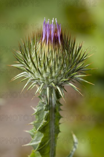 Scotch Thistle (Onopordum acanthium)