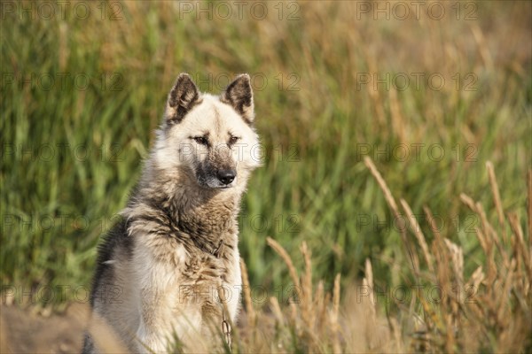 Greenland Dog or Greenland Husky