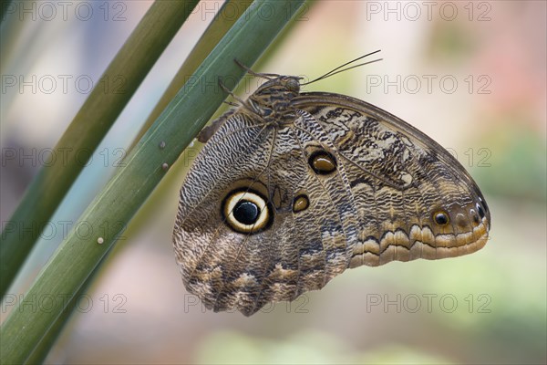 Forest Giant Owl (Caligo eurilochus)