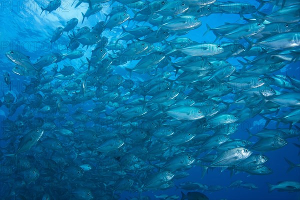 Bigeye Trevally (Caranx sexfasciatus)