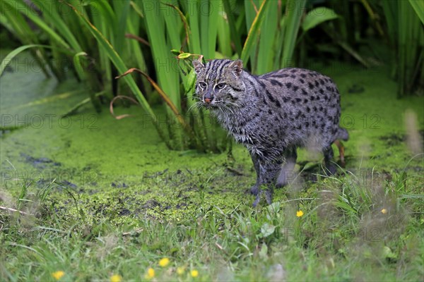 Fishing Cat (Prionailurus viverrinus)