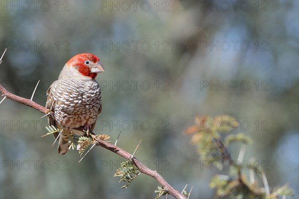 Red-headed Finch (Amadina erythrocephala)