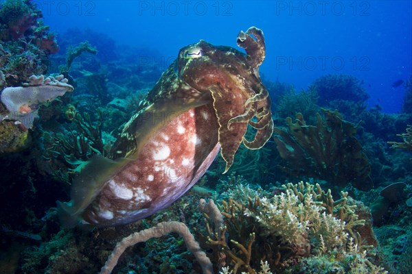 Broadclub Cuttlefish (Sepia latimanus)