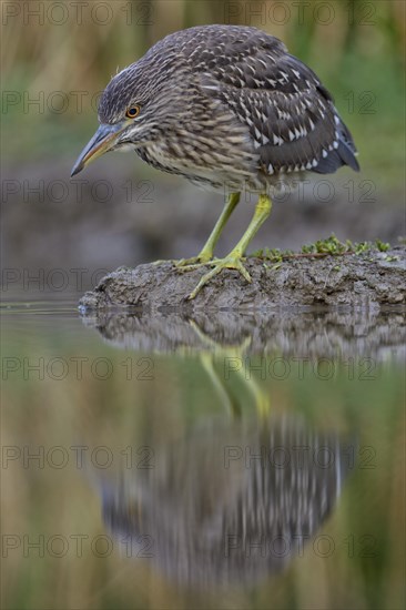 Black-crowned Night Heron (Nycticorax nycticorax)