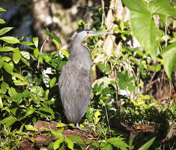 Tiger Heron (Tigrisoma sp.)