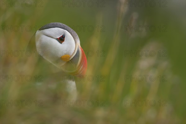 Puffin (Fratercula arctica) side portrait