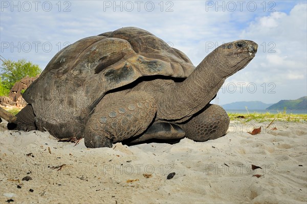 Aldabra Giant Tortoise (Aldabrachelys gigantea)