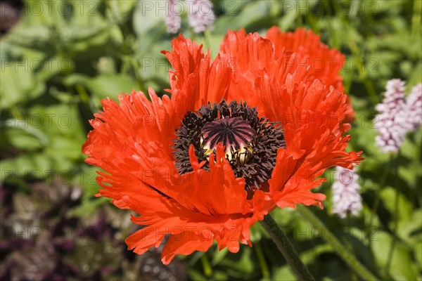 Poppy flower