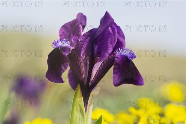 Dwarf iris (Iris pumila)