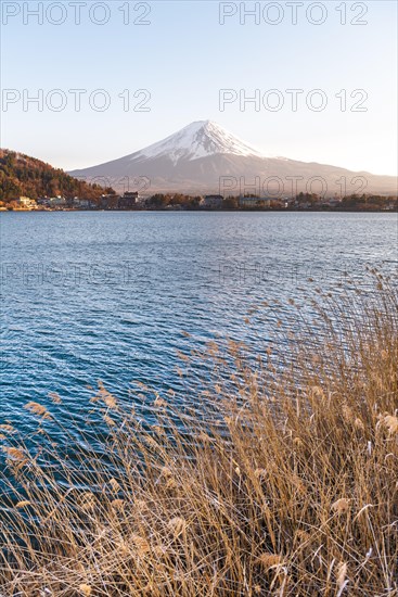 Shore with reeds