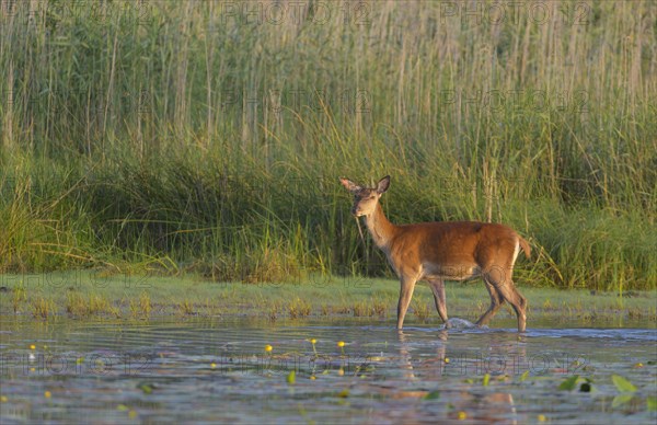 Red deer cow (Cervus elaphus)