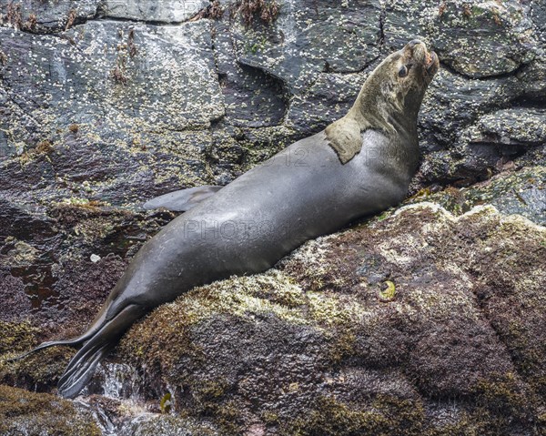 South American sea lion (Otaria flavescens)