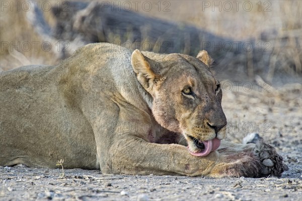 Lioness (Panthera leo)