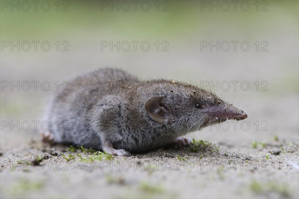 Lesser white-toothed shrew (Crocidura suaveolens)