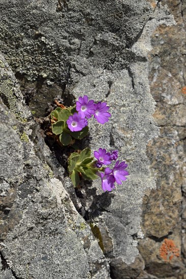 Stinking Primrose (Primula hirsuta)