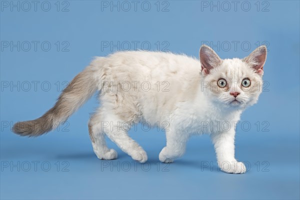 Breed Selkirk Rex Kitten