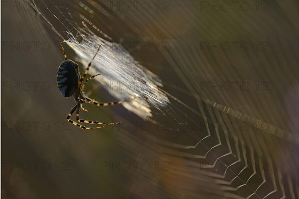 Wasp Spider (Argiope bruennichi) on a spider's web