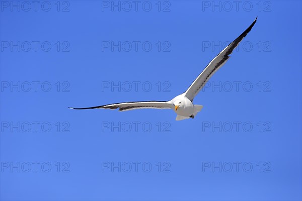 Kelp Gull (Larus dominicanus)