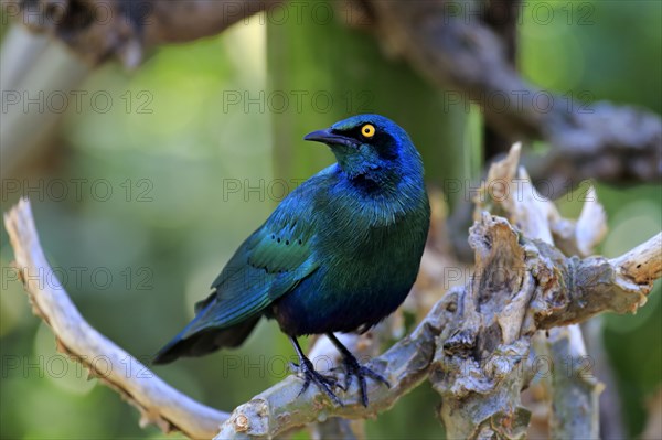 Greater blue-eared starling (Lamprotornis chalybaeus)