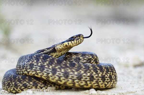 Blotched Snake (Elaphe sauromates)