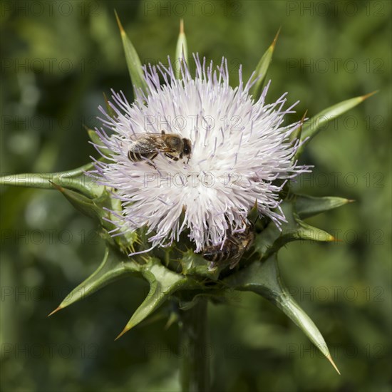 Milk Thistle (Silybum marianum) with Bee (Apis sp.)