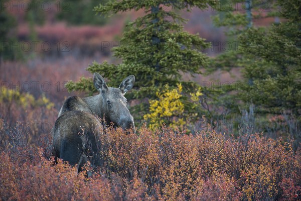 Moose (Alces alces)