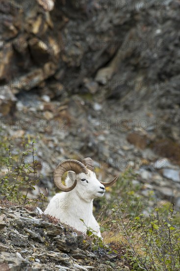 Dall Sheep (Ovis dalli)