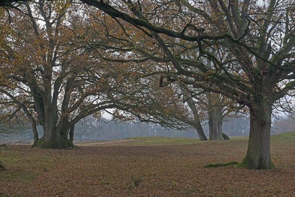 Old wood pasture (Quercus robur)