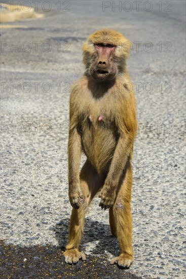 Hamadryas Baboon (Papio hamadryas)