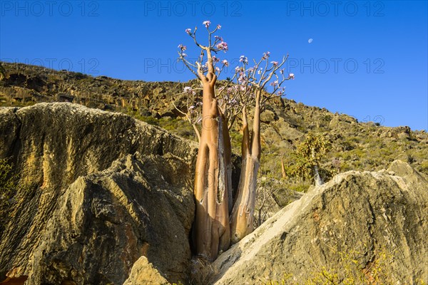 Bottle Tree (Adenium obesum) in bloom