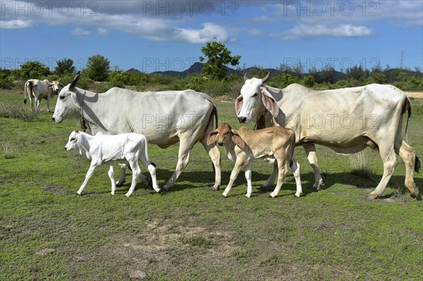 Domestic cattle