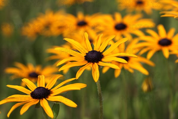 Orange Coneflower (Rudbeckia fulgida)