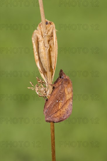 The Drinker moth (Euthrix potatoria)