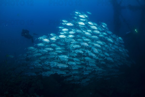 Bigeye Trevally (Caranx sexfasciatus)