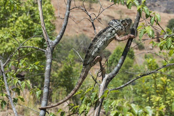 Oustalet's or Malagasy Giant Chameleon (Furcifer oustaleti)