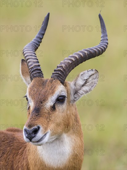 Ugandan Kob (Kobus kob thomasi)