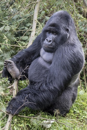 Mountain Gorilla (Gorilla beringei beringei) of the Nyakagezi group